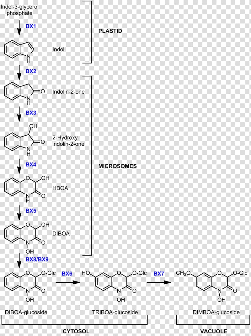 Benzoxazinone biosynthesis DIMBOA Wheat Line, wheat transparent background PNG clipart