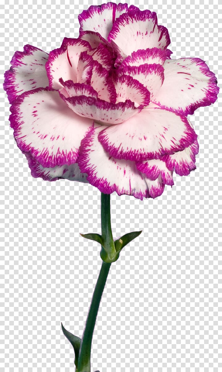 Carnation Pink Cut flowers Herbaceous plant, flower transparent background PNG clipart