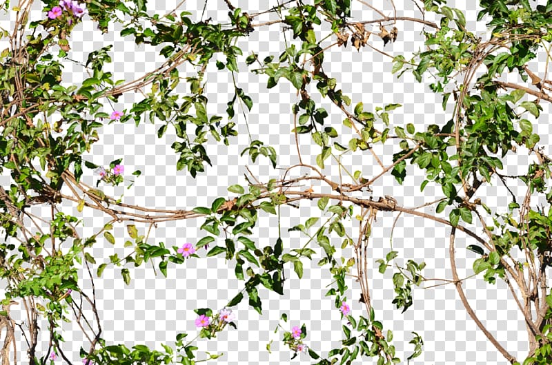 pink and green flowers with branch , Vine Flower Tree Wall, Flowering Jungle Vines Flowers transparent background PNG clipart