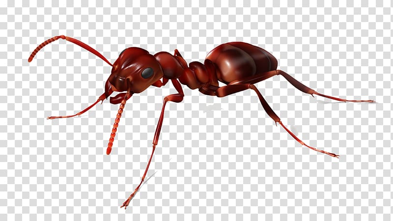 ant illustration, The Ants Red imported fire ant Insect, Ants material fly net transparent background PNG clipart