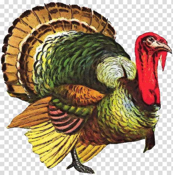 Bronze turkey , Turkey File transparent background PNG clipart