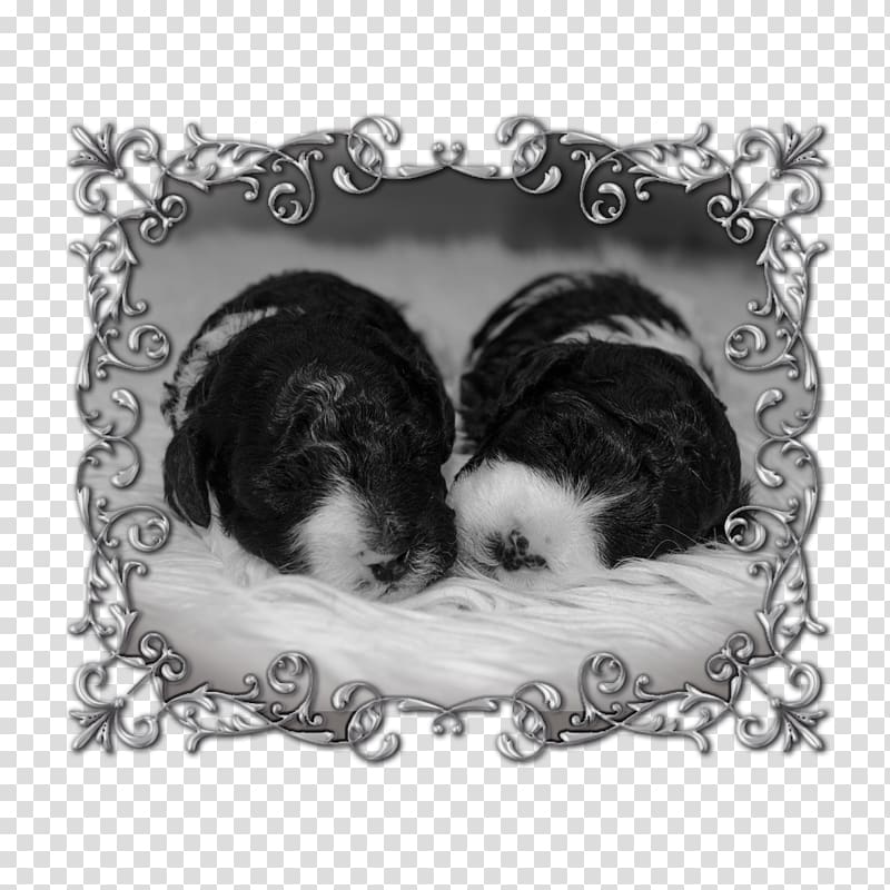 Dog breed Shih Tzu Puppy love Frames, puppy transparent background PNG clipart