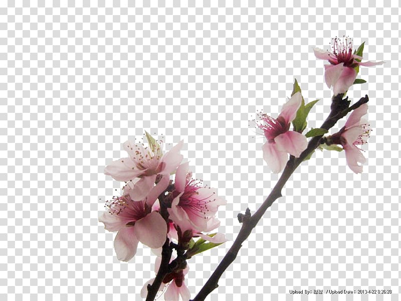 Peach red transparent background PNG clipart