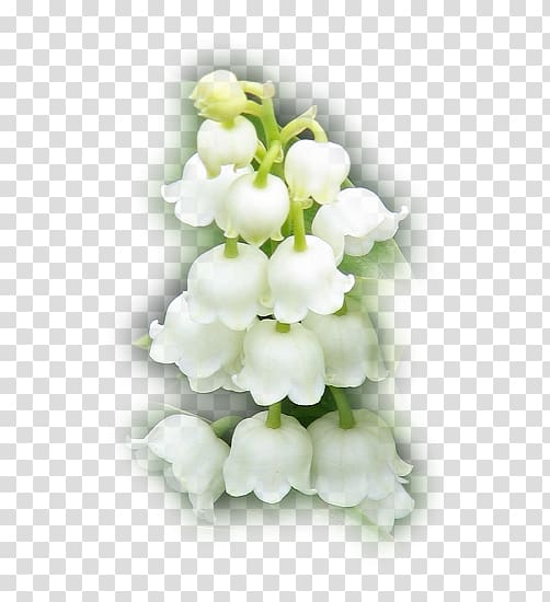 Animation Flower, sincere transparent background PNG clipart