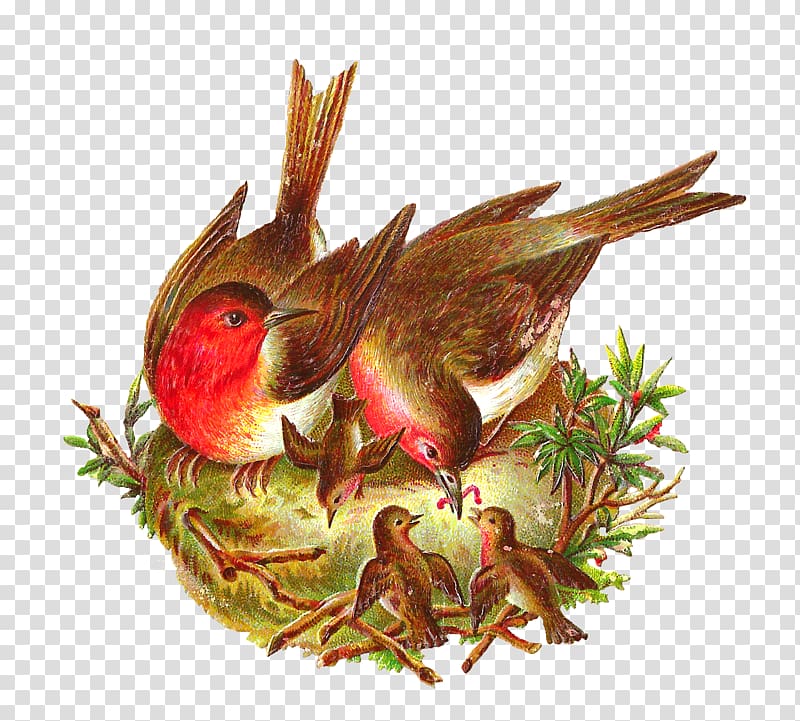 European robin Bird American robin Robin egg blue, Nest Pic transparent background PNG clipart