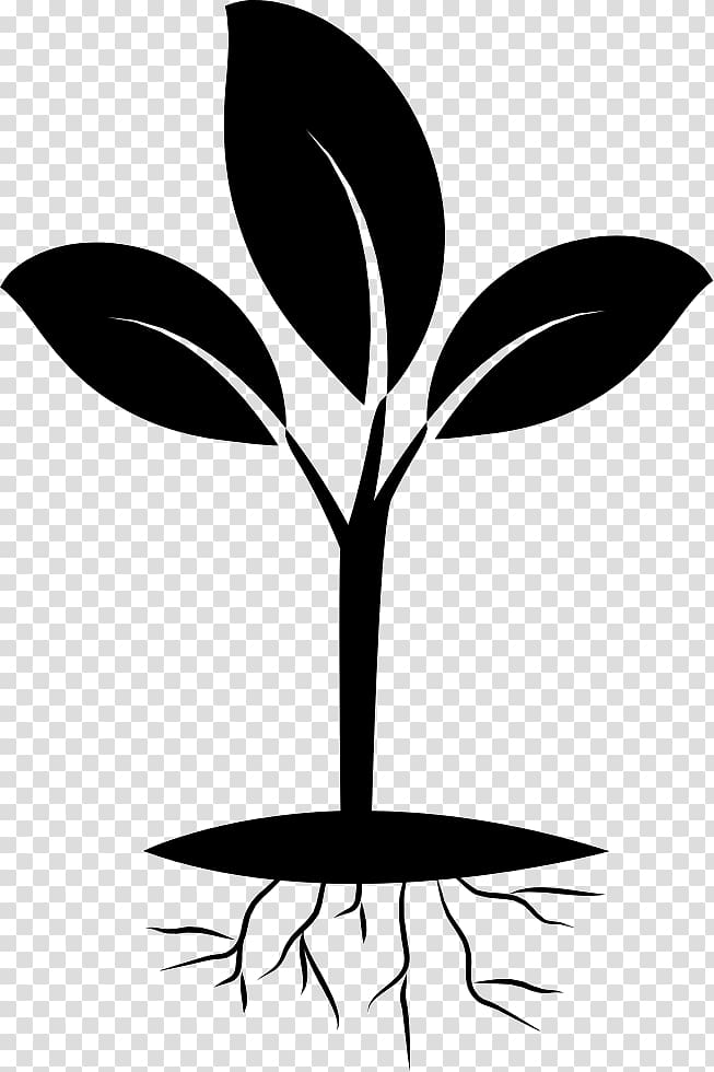 Plant Eastern black walnut Seedling Rose, plant transparent background PNG clipart