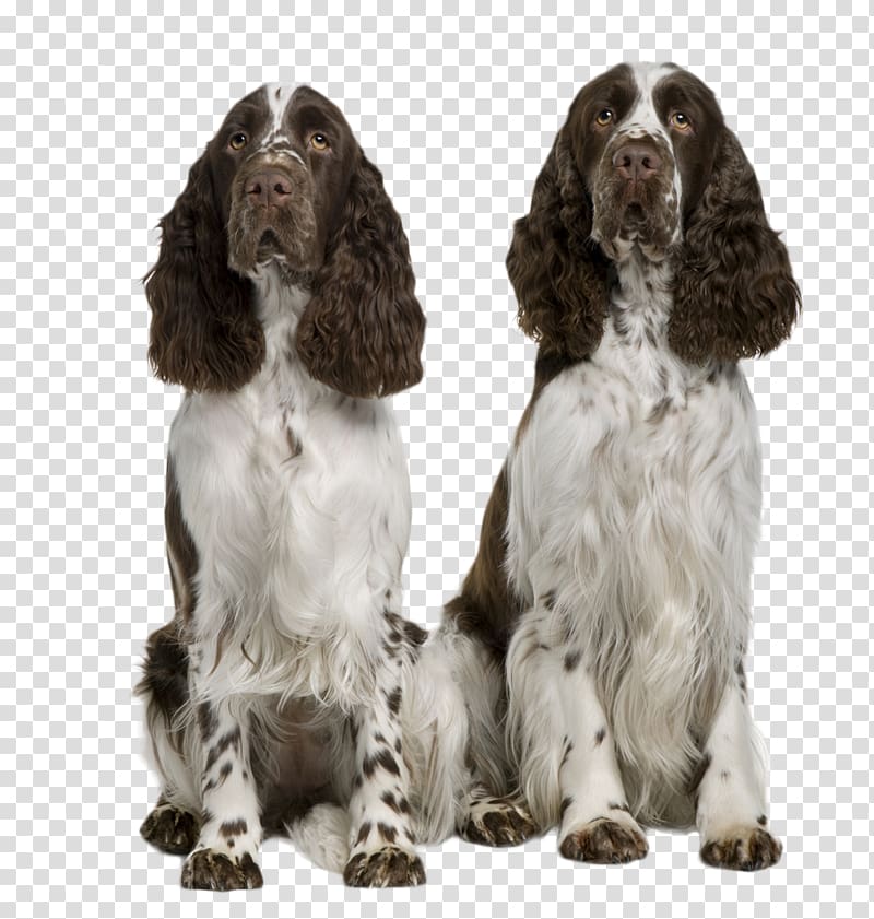 The English springer spaniel Welsh Springer Spaniel Puppy King Charles Spaniel, puppy transparent background PNG clipart