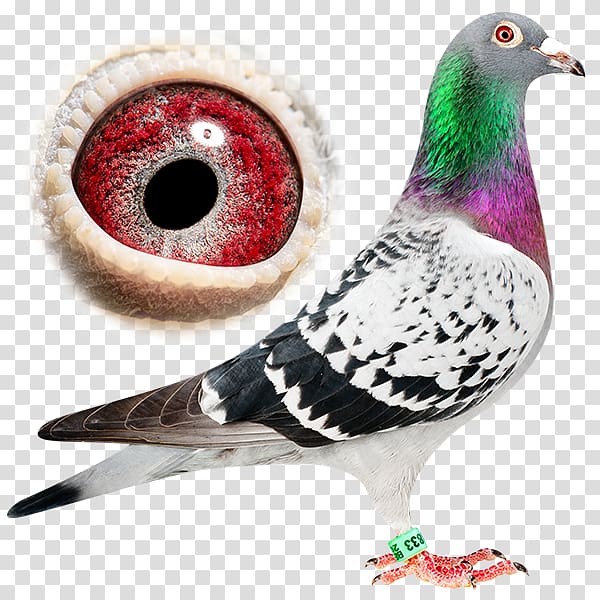 Homing pigeon Racing Homer Ice pigeon Fancy pigeon Breed, racing pigeon transparent background PNG clipart