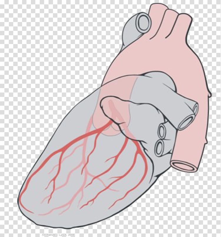 Circumflex branch of left coronary artery Heart Coronary arteries, circulatory system transparent background PNG clipart
