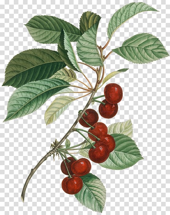 Wine Sour Cherry Botany Botanical illustration, yi bao pull transparent background PNG clipart