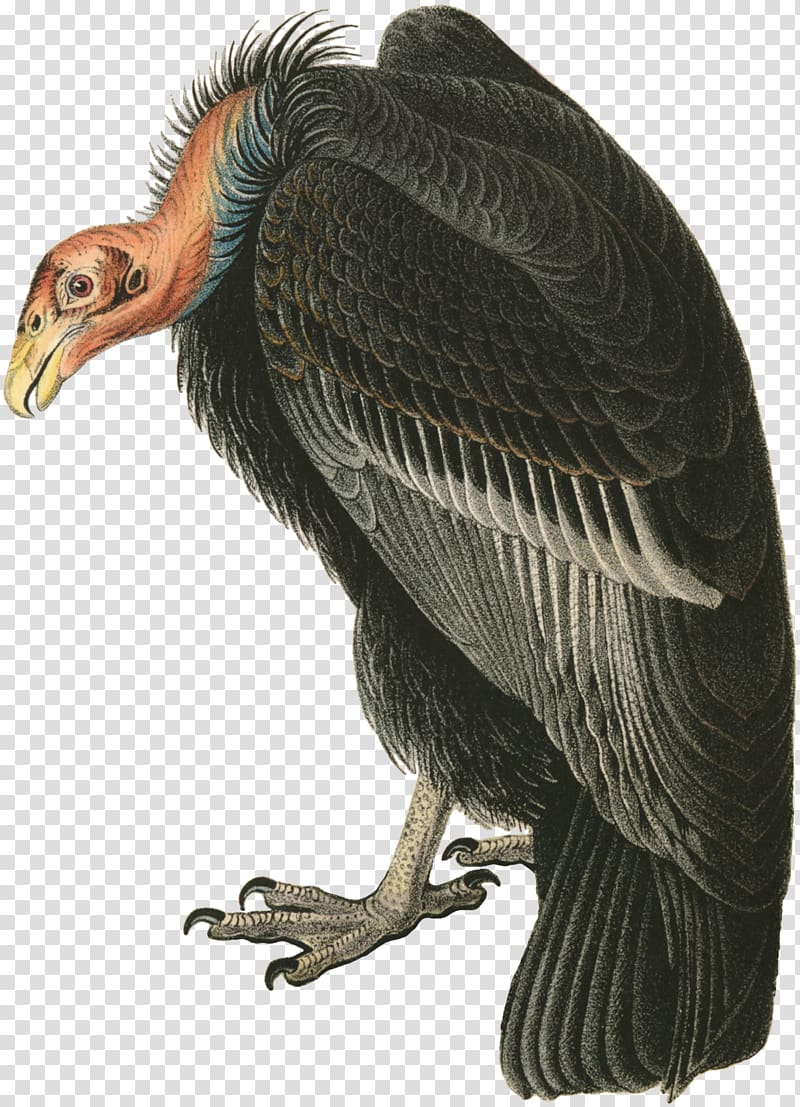 Turkey vulture The Birds of America Beaky Buzzard, Bird transparent background PNG clipart