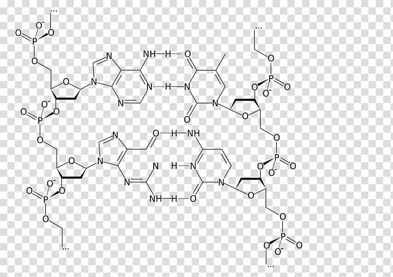 DNA Nucleic acid structure Adenine Cytosine, formula 1 transparent background PNG clipart
