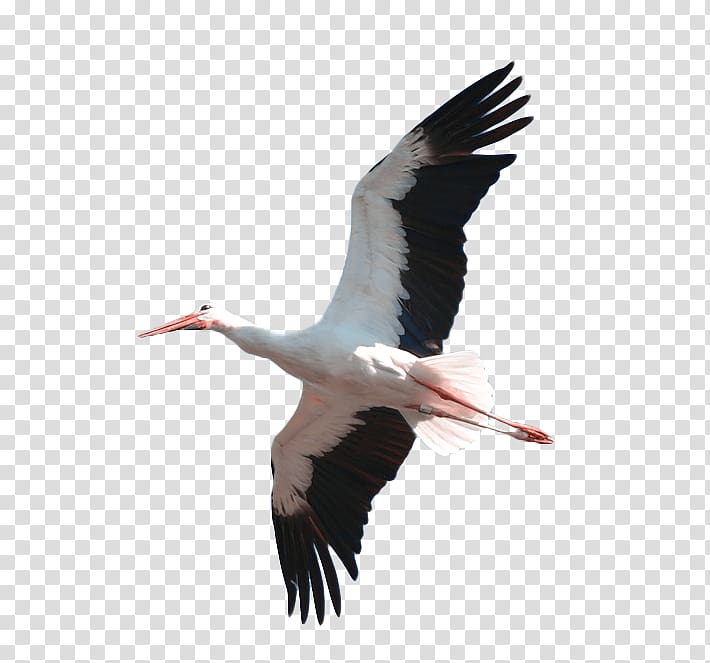 Crane White Feather, white crane transparent background PNG clipart