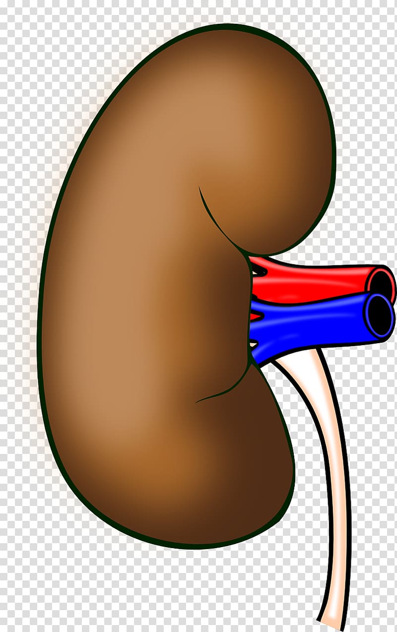 Kidney transplantation Organ , Health Kidneys transparent background PNG clipart