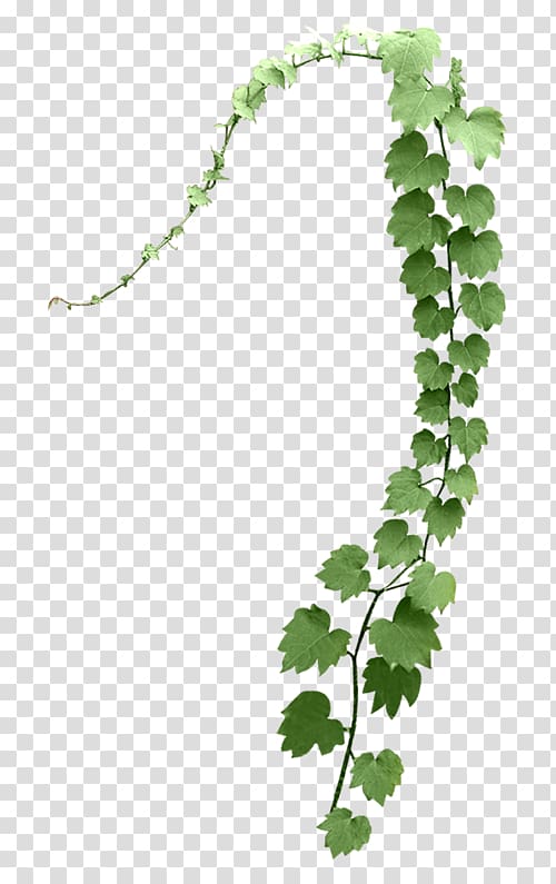 Leaf Tree Branch Plant stem, twigs transparent background PNG clipart