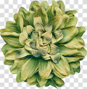 Cut flowers Flower bouquet Floral design, flower transparent background PNG clipart thumbnail