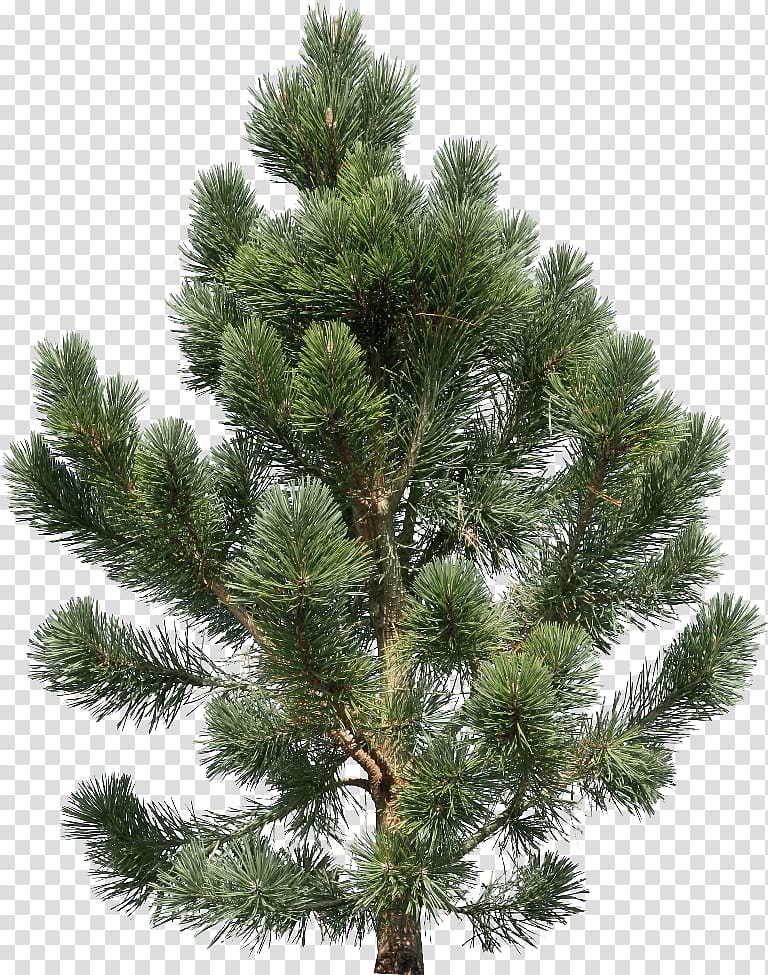 Fir Pine Tree, Fir-tree transparent background PNG clipart