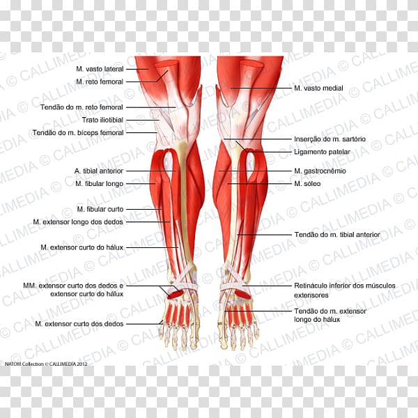 Human leg Knee Human body Muscle Thigh, rectus femoris function transparent background PNG clipart