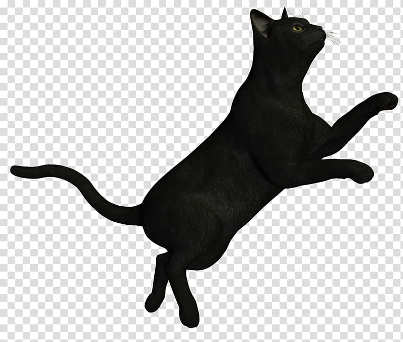 black cat art, Bombay cat Korat Black cat, Witch Cat transparent background PNG clipart
