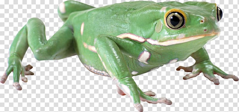 Frog , Green frog transparent background PNG clipart