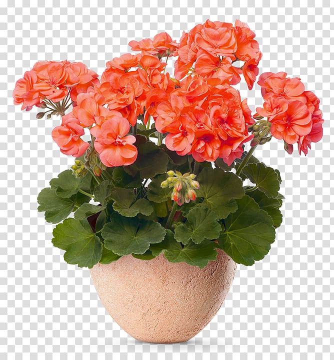 Geraniums Flowering Pot Plants Flowerpot, flower transparent background PNG clipart