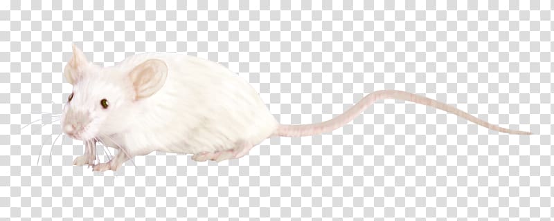 Rat Gerbil Whiskers Computer mouse Snout, rat transparent background PNG clipart