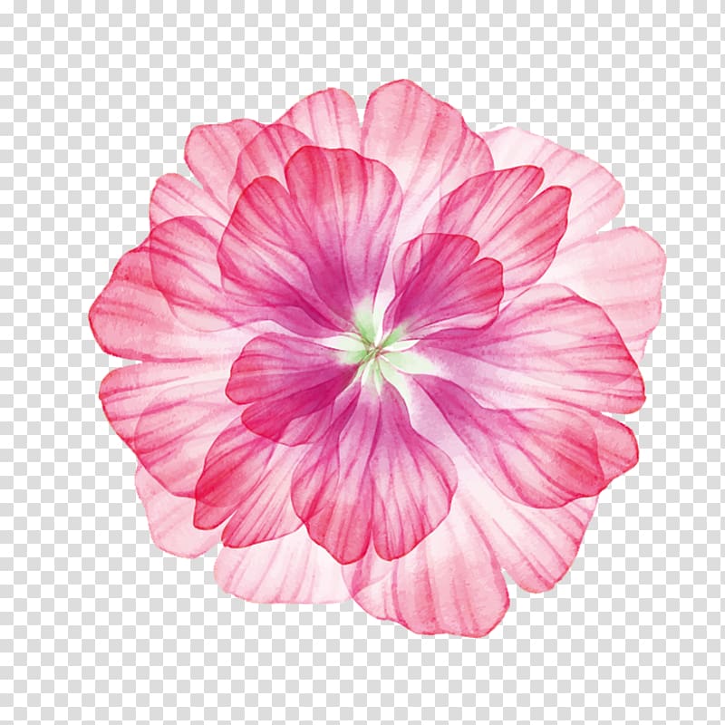 pink petaled flower illustration, Flower, Hawaii flower transparent background PNG clipart