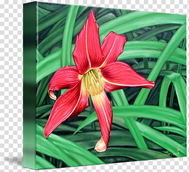 Amaryllis Jersey lily Daylily Belladonna, Red Spider Lily transparent background PNG clipart