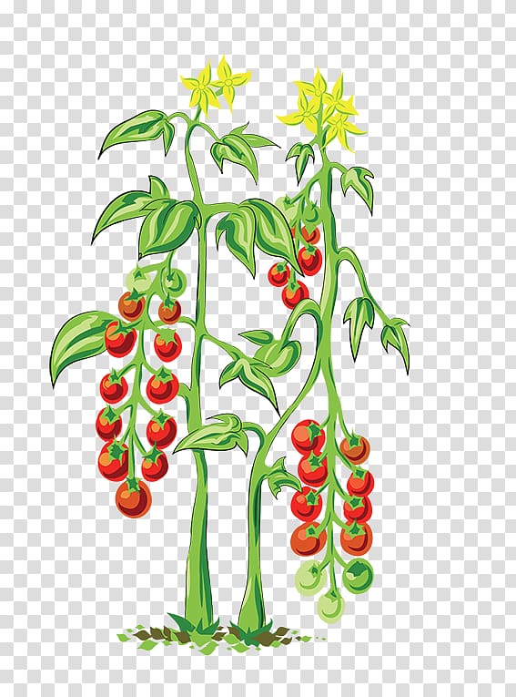 clipart tomato plant