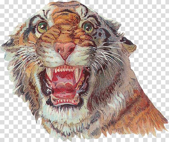 Tiger Lion Circus Clown, tiger transparent background PNG clipart