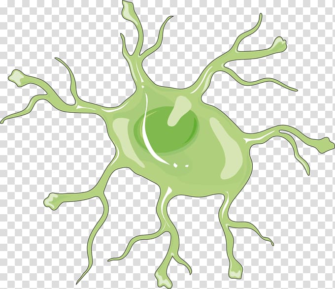 Astrocyte Nervous system Microglia Brain Cell, Brain transparent background PNG clipart