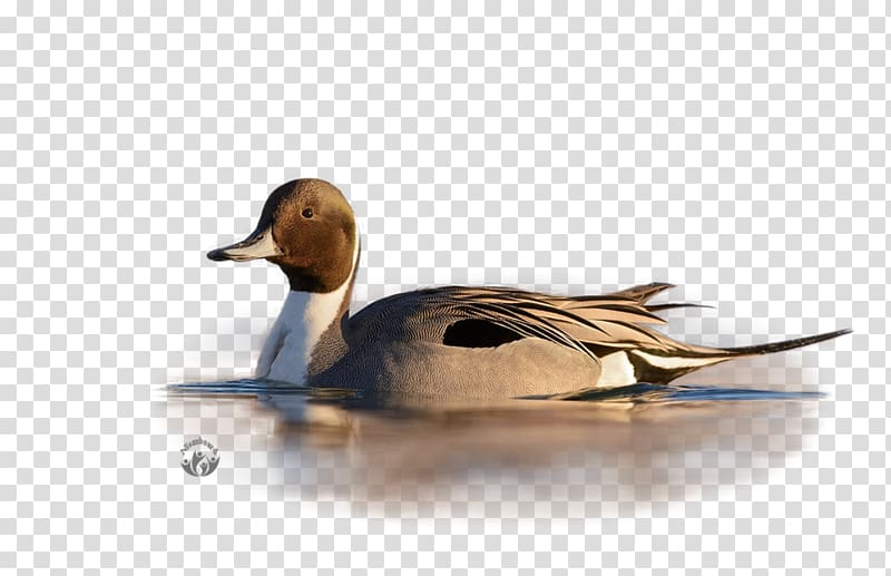Mallard Duck Painting Beak, duck transparent background PNG clipart