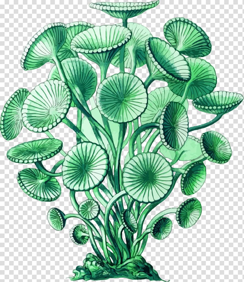 Seaweed Green algae Art Forms in Nature Portable Network Graphics, sea plant transparent background PNG clipart