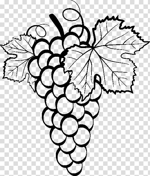 grape vines illustration
