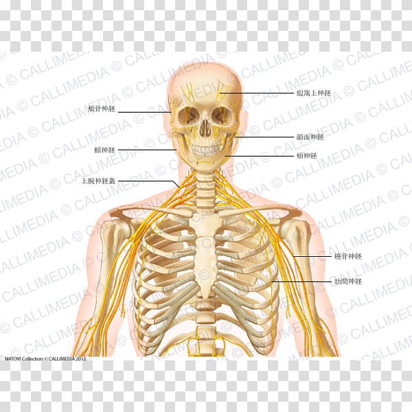 Intercostal nerves Human anatomy Thorax, hind transparent background PNG clipart