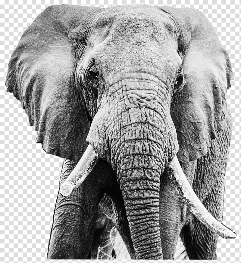 Indian elephant African elephant Tusk Tsavo, elephant transparent background PNG clipart