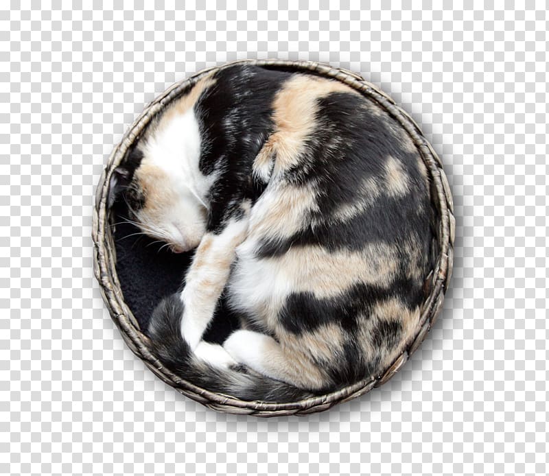 Crazy Cat Café Felidae Cat pheromone, Cat transparent background PNG clipart