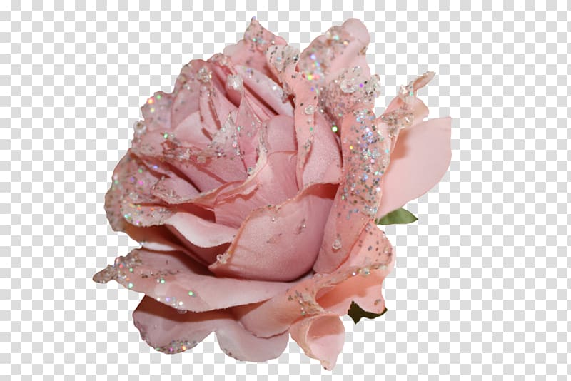 pink rose, Garden roses Cut flowers Pink, pink glitter transparent background PNG clipart
