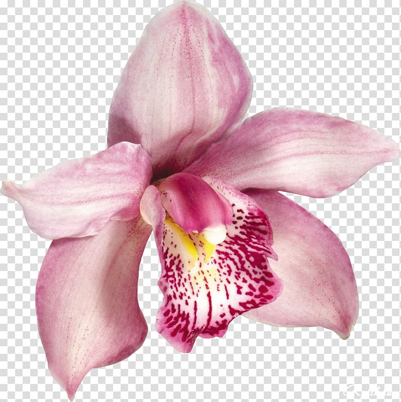 Orchids , a beautiful roommate who receives flowers transparent background PNG clipart