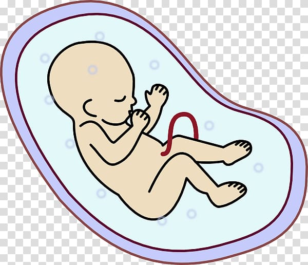 Embryo Fetus Uterus , Biology transparent background PNG clipart