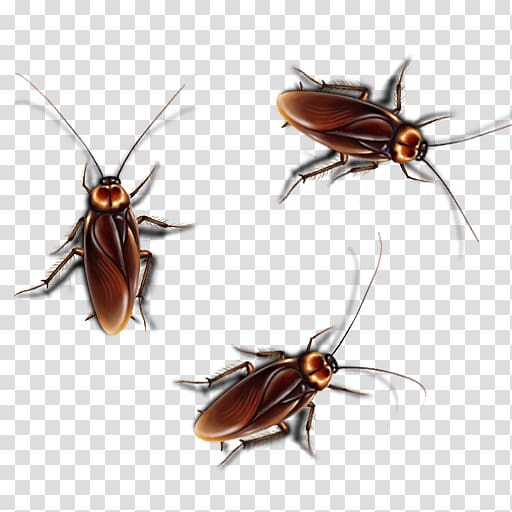 Hornet Cockroach Smasher Free Fun Game for Kids Temple Run Screen Prank, android transparent background PNG clipart