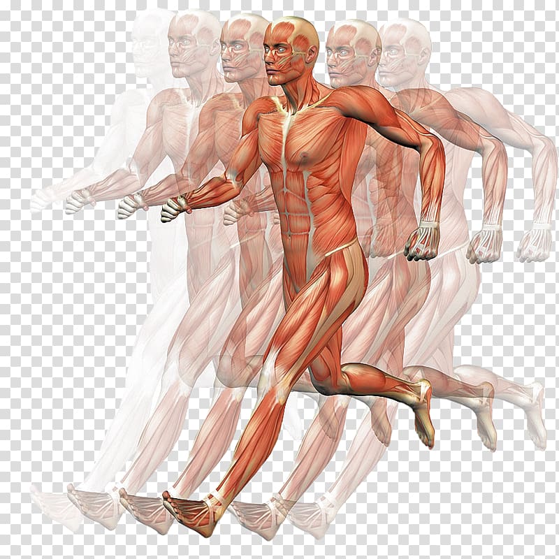 Homo sapiens Muscle Human body Motion Anatomy, hand transparent background PNG clipart