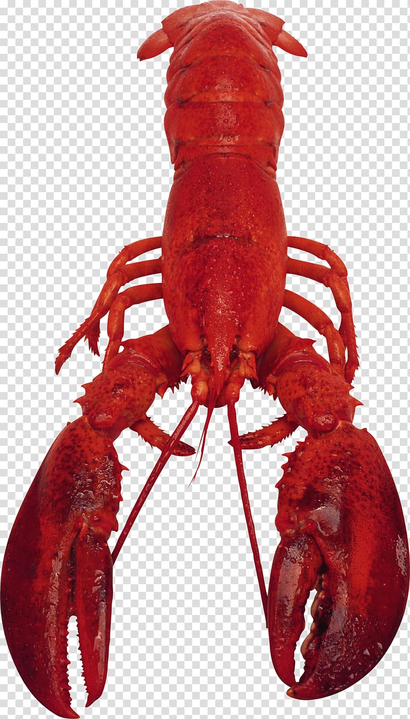 Lobster Crayfish as food, Lobster transparent background PNG clipart