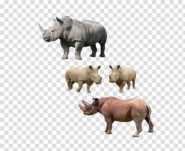 u0411u0456u043bu043au0430 Rhinoceros Cattle Platypus, Free to pull the material Animal rhino transparent background PNG clipart