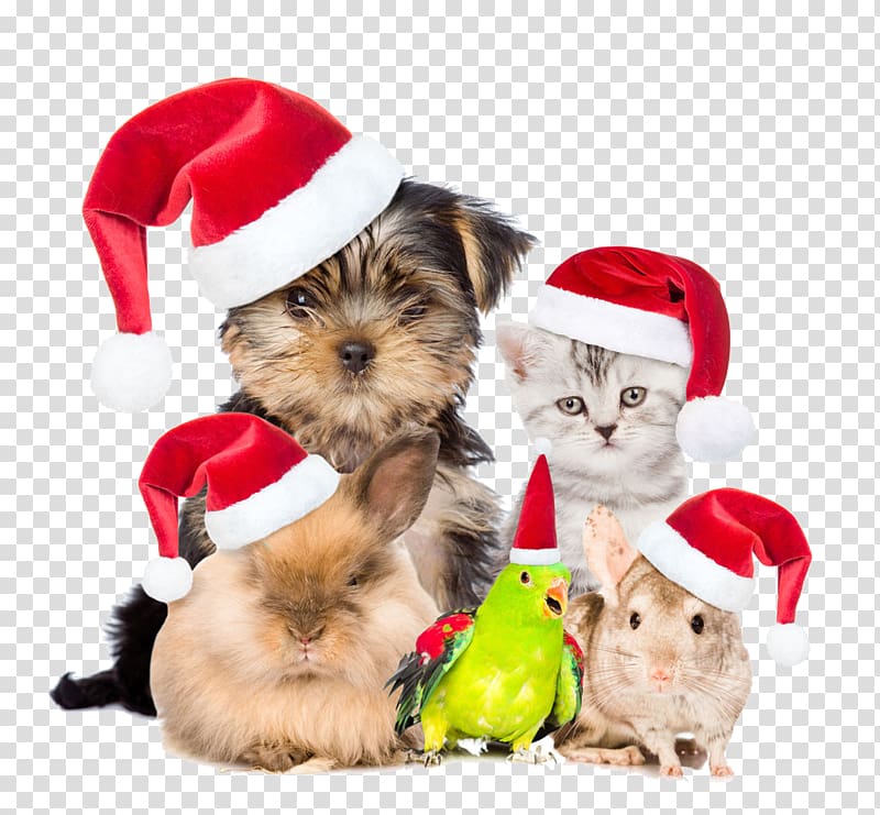 Pets are also buckle creative Christmas HD Free transparent background PNG clipart
