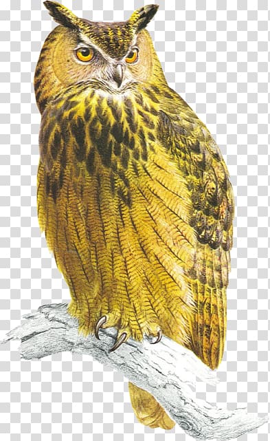 Tawny owl Bird of prey Eurasian eagle-owl, Yellow Owl transparent background PNG clipart