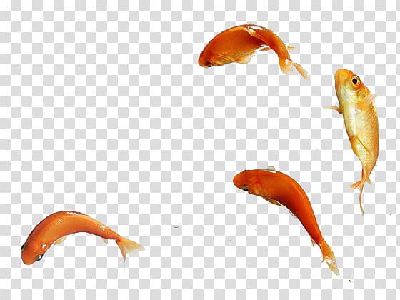 jumping fish transparent background PNG clipart