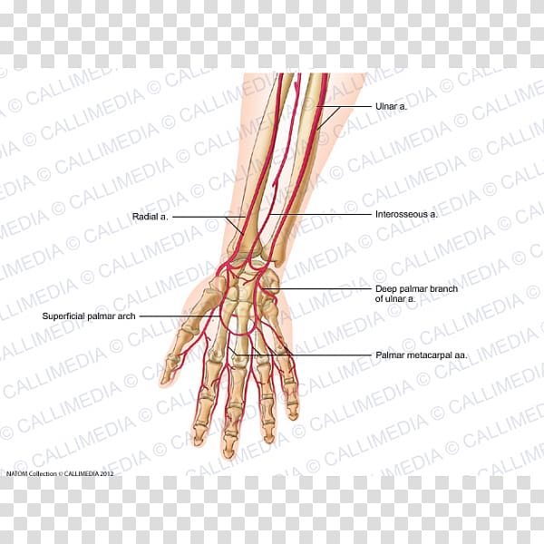 Thumb Forearm Artery Upper limb Hand, hand transparent background PNG clipart