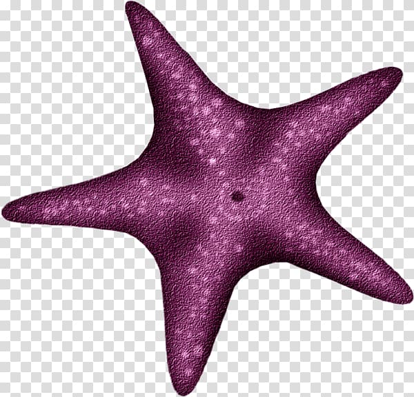 Starfish Echinoderm, starfish transparent background PNG clipart