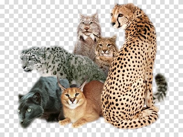 African wildcat Cougar Felidae Leopard, Cat transparent background PNG clipart